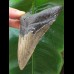 11.4 cm dagger-shaped, sharp tooth of the Megalodon