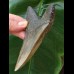 11.4 cm dagger-shaped, sharp tooth of the Megalodon