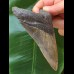 11.4 cm dagger-shaped, sharp tooth of the Megalodon