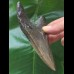 11.4 cm dagger-shaped, sharp tooth of the Megalodon