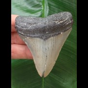 7.5 cm blue-gray tooth of the Megalodon
