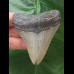 7.5 cm blue-gray tooth of the Megalodon