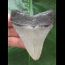 7.5 cm blue-gray tooth of the Megalodon