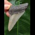 7.5 cm blue-gray tooth of the Megalodon