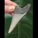 7.5 cm blue-gray tooth of the Megalodon