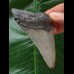 7.5 cm blue-gray tooth of the Megalodon