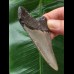 7.5 cm blue-gray tooth of the Megalodon