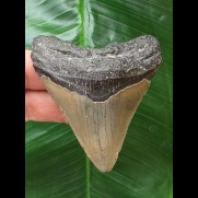 7.0 cm gray tooth of the Megalodon