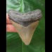 7.0 cm gray tooth of the Megalodon