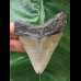 7.0 cm gray tooth of the Megalodon