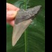 7.0 cm gray tooth of the Megalodon