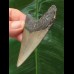 7.0 cm gray tooth of the Megalodon