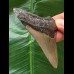 7.0 cm gray tooth of the Megalodon