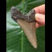 7.0 cm gray tooth of the Megalodon