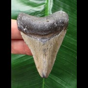 6,3 cm dolchförmiger Zahn des Megalodon