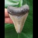6,3 cm dolchförmiger Zahn des Megalodon