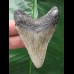 6,3 cm dolchförmiger Zahn des Megalodon