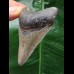 6,3 cm dolchförmiger Zahn des Megalodon