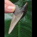 6,3 cm dolchförmiger Zahn des Megalodon