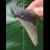 6,3 cm dolchförmiger Zahn des Megalodon