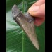 6,3 cm dolchförmiger Zahn des Megalodon