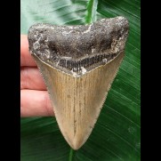 7,9 cm scharfer Zahn des Megalodon