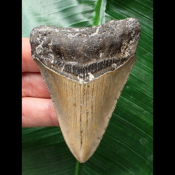 7,9 cm scharfer Zahn des Megalodon