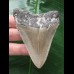 7,9 cm scharfer Zahn des Megalodon