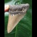 7,9 cm scharfer Zahn des Megalodon