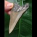 7,9 cm scharfer Zahn des Megalodon