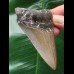 7,9 cm scharfer Zahn des Megalodon