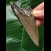 7,9 cm scharfer Zahn des Megalodon