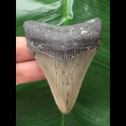 7.1 cm dagger-shaped tooth of the Megalodon