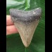 7.1 cm dagger-shaped tooth of the Megalodon