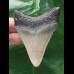 7.1 cm dagger-shaped tooth of the Megalodon