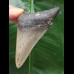 7.1 cm dagger-shaped tooth of the Megalodon