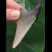 7.1 cm dagger-shaped tooth of the Megalodon