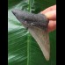 7.1 cm dagger-shaped tooth of the Megalodon