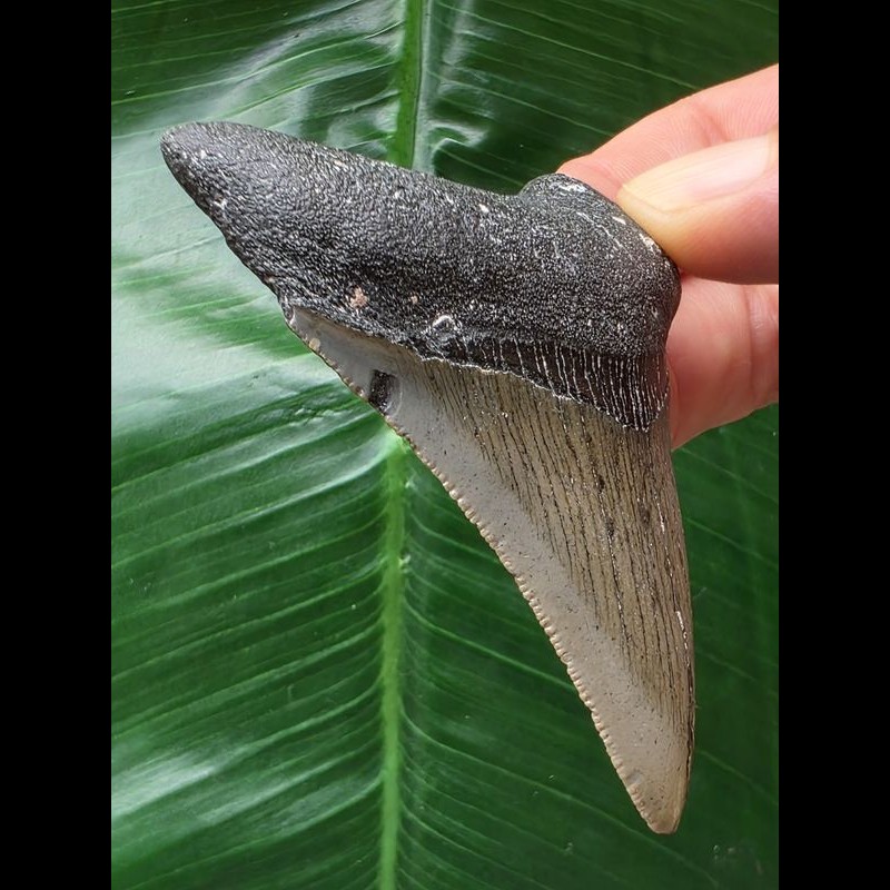 7.1 cm dagger-shaped tooth of the Megalodon [TZ66]