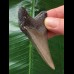 7.1 cm dagger-shaped tooth of the Megalodon