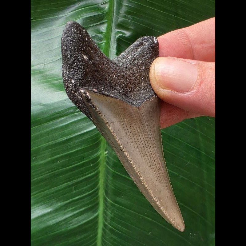 7.1 cm dagger-shaped tooth of the Megalodon [TZ66]