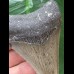 7.1 cm dagger-shaped tooth of the Megalodon
