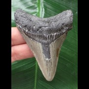 7.9 cm gray tooth of the Megalodon