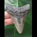 7.9 cm gray tooth of the Megalodon