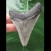 7.9 cm gray tooth of the Megalodon