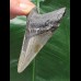 7.9 cm gray tooth of the Megalodon