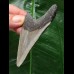 7.9 cm gray tooth of the Megalodon