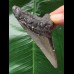7.9 cm gray tooth of the Megalodon