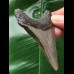 7.9 cm gray tooth of the Megalodon