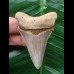 6,0 cm schön erhaltener Zahn des Carcharocles Angustidens